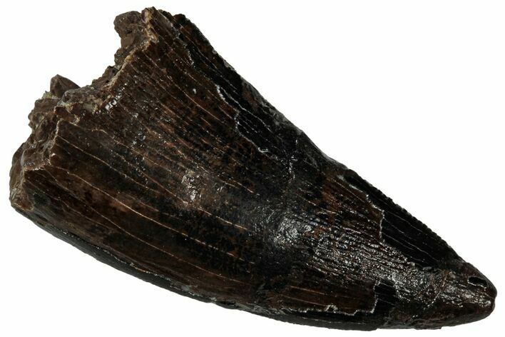 Serrated, Tyrannosaur (Nanotyrannus?) Tooth - Montana #323978